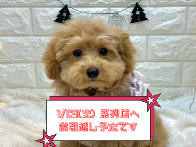 兵庫県のトイプードル(トイ) (ワンキャラット アミーゴ姫路飾磨店/2025年8月27日生まれ/女の子/オレンジフォーン)の子犬の1枚目の画像