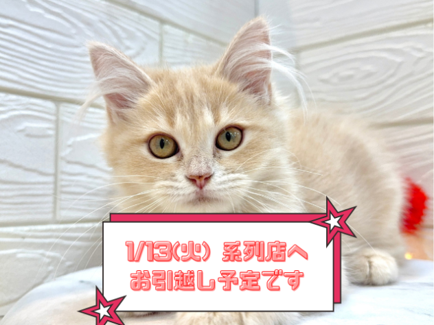 兵庫県のサイベリアン (ワンキャラット アミーゴ姫路飾磨店/2025年9月1日生まれ/女の子/クリームタビー)の子猫の1枚目の画像