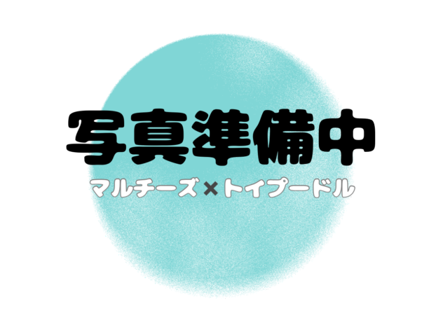 岡山県のハーフ犬・ミックス犬 (アミーゴ水島店/2025年12月3日生まれ/女の子/ホワイト)の子犬