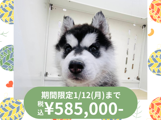 岡山県のシベリアンハスキー (アミーゴ水島店/2025年11月9日生まれ/女の子/ブラックホワイト)の子犬の1枚目の画像