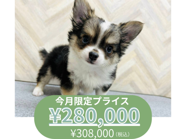 岡山県のチワワ(ロング) (アミーゴ水島店/2025年11月12日生まれ/男の子/セーブルホワイト)の子犬の1枚目の画像