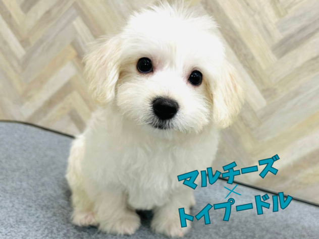 岡山県のハーフ犬・ミックス犬 (アミーゴ水島店/2025年12月3日生まれ/女の子/ホワイト)の子犬の2枚目の画像