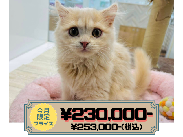 岡山県のスコティッシュフォールド (アミーゴ水島店/2025年11月26日生まれ/女の子/クリームタビー)の子猫の1枚目の画像