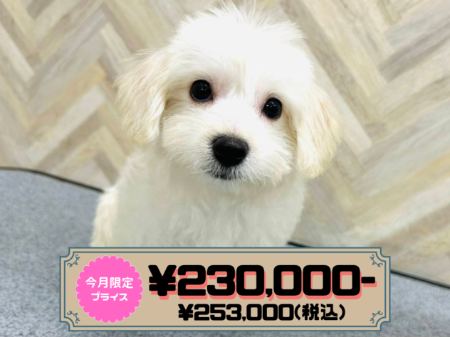 岡山県のハーフ犬・ミックス犬 (アミーゴ水島店/2025年12月3日生まれ/女の子/ホワイト)の子犬の1枚目の画像