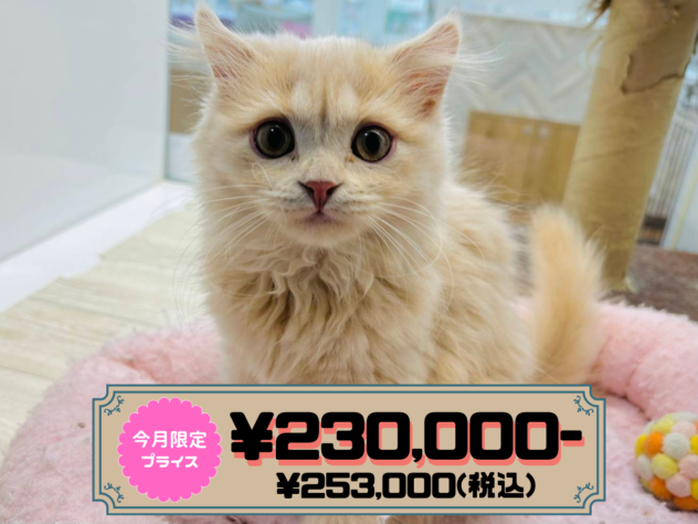 岡山県のスコティッシュフォールド (アミーゴ水島店/2025年11月26日生まれ/女の子/クリームタビー)の子猫の1枚目の画像