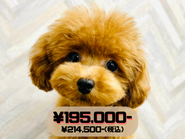 岡山県のトイプードル(トイ) (アミーゴ水島店/2025年11月10日生まれ/男の子/レッドフォーン)の子犬の1枚目の画像