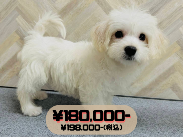 岡山県のハーフ犬・ミックス犬 (アミーゴ水島店/2025年12月3日生まれ/女の子/ホワイト)の子犬の1枚目の画像