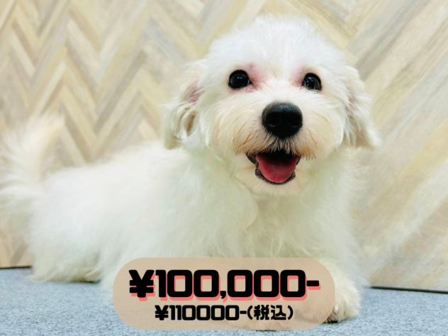 岡山県のハーフ犬・ミックス犬 (アミーゴ水島店/2025年12月3日生まれ/女の子/ホワイト)の子犬の1枚目の画像