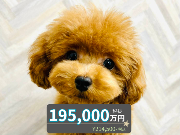 岡山県のトイプードル(トイ) (アミーゴ水島店/2025年11月10日生まれ/男の子/レッドフォーン)の子犬の1枚目の画像