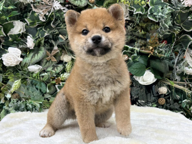 福島県の柴犬(標準サイズ) (アミーゴ郡山南店/2025年11月20日生まれ/女の子/赤)の子犬