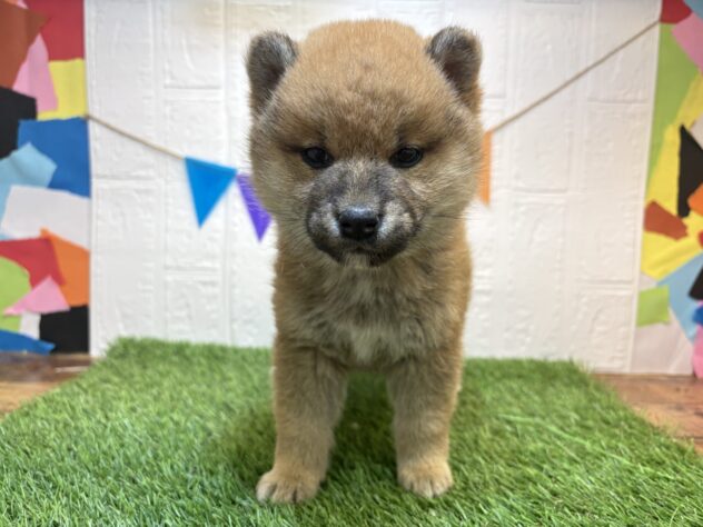 福島県の柴犬(標準サイズ) (アミーゴ郡山南店/2025年11月20日生まれ/女の子/赤)の子犬