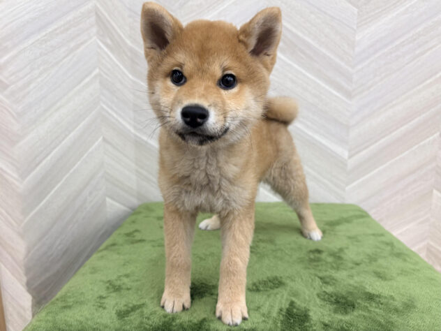 福島県の柴犬(標準サイズ) (アミーゴ郡山南店/2025年11月20日生まれ/女の子/赤)の子犬