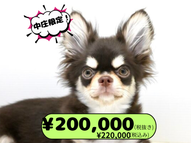 岡山県のチワワ(ロング) (アミーゴ中庄店/2024年11月25日生まれ/男の子/チョコレートタンホワイト)の子犬の1枚目の画像