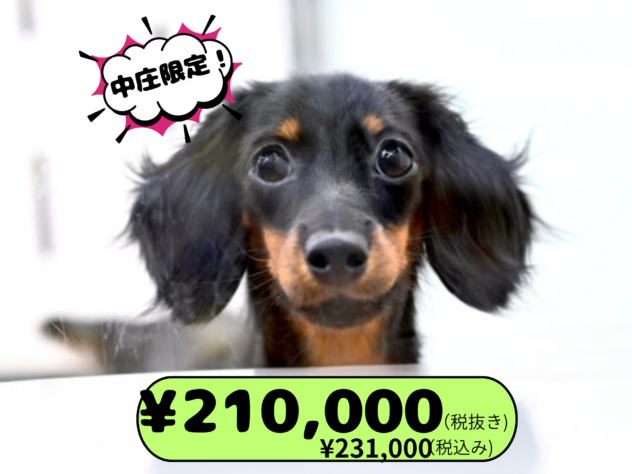 岡山県のミニチュアダックスフンド(ロング) (アミーゴ中庄店/2025年4月17日生まれ/女の子/ブラックタン)の子犬の1枚目の画像