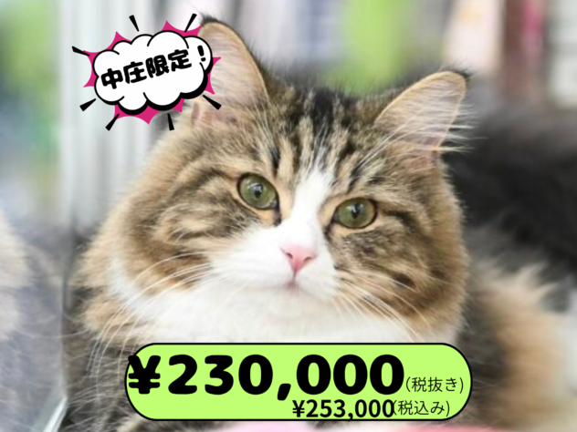 岡山県のノルウェージャンフォレストキャット (アミーゴ中庄店/2025年1月27日生まれ/女の子/ブラウンタビーホワイト)の子猫の1枚目の画像