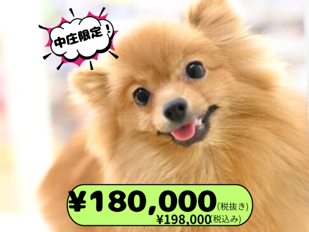 岡山県のポメラニアン (アミーゴ中庄店/2025年4月15日生まれ/女の子/ウルフセーブル)の子犬の1枚目の画像