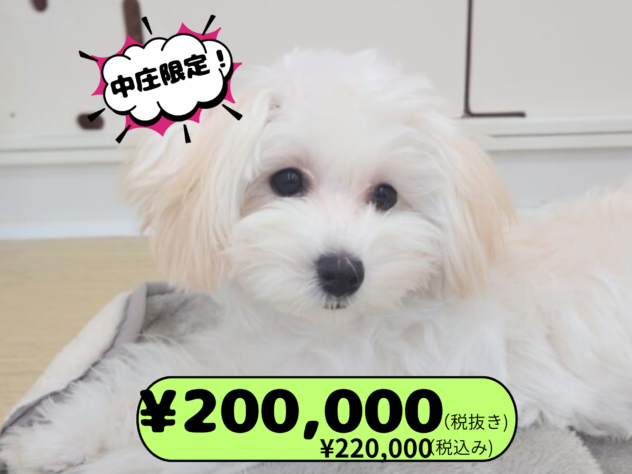 岡山県のハーフ犬・ミックス犬 (アミーゴ中庄店/2025年6月22日生まれ/女の子/クリーム)の子犬の1枚目の画像