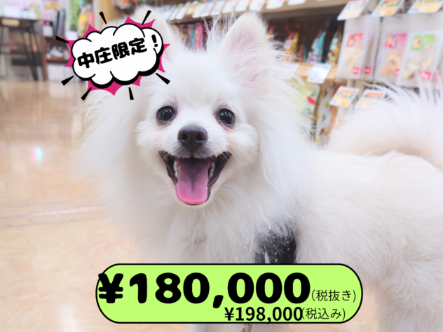 岡山県のポメラニアン (アミーゴ中庄店/2025年8月3日生まれ/男の子/ホワイト)の子犬の1枚目の画像