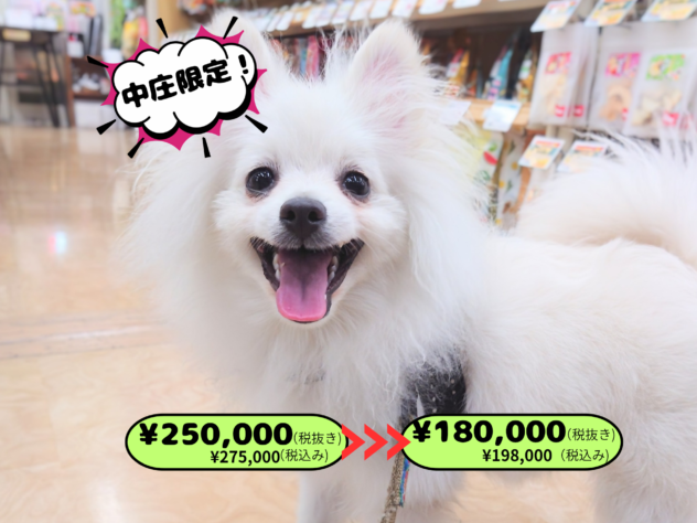 岡山県のポメラニアン (アミーゴ中庄店/2025年8月3日生まれ/男の子/ホワイト)の子犬の1枚目の画像