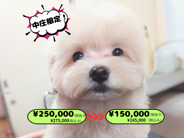 岡山県のハーフ犬・ミックス犬 (アミーゴ中庄店/2025年11月8日生まれ/男の子/クリーム)の子犬の1枚目の画像
