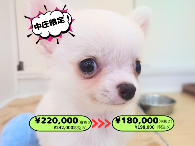 岡山県のチワワ(ロング) (アミーゴ中庄店/2025年11月12日生まれ/男の子/クリーム)の子犬の1枚目の画像