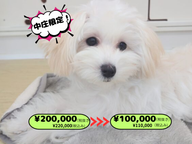 岡山県のハーフ犬・ミックス犬 (アミーゴ中庄店/2025年6月22日生まれ/女の子/クリーム)の子犬の1枚目の画像