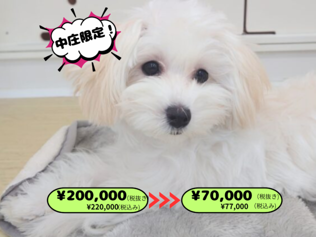 岡山県のハーフ犬・ミックス犬 (アミーゴ中庄店/2025年6月22日生まれ/女の子/クリーム)の子犬の1枚目の画像