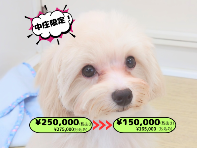 岡山県のハーフ犬・ミックス犬 (アミーゴ中庄店/2025年11月8日生まれ/男の子/クリーム)の子犬の1枚目の画像