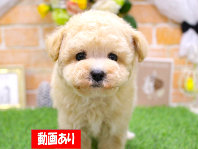 兵庫県のトイプードル(トイ) (ペット・プラザ アミーゴ三田店/2025年11月15日生まれ/男の子/クリーム)の子犬の1枚目の画像