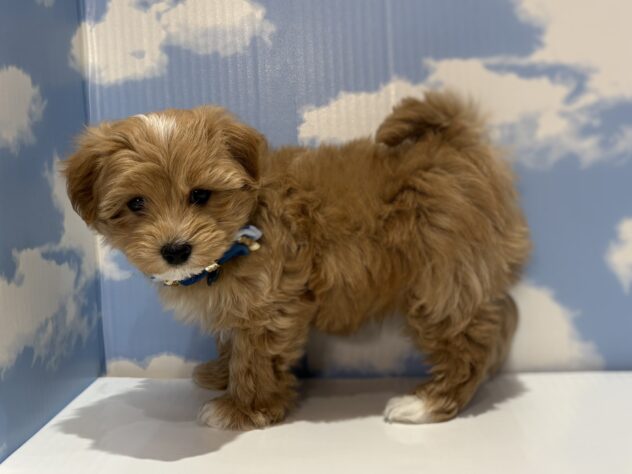 山形県のハーフ犬・ミックス犬 (アミーゴ山形南店/2025年12月13日生まれ/男の子/11 その他の毛色)の子犬の2枚目の画像