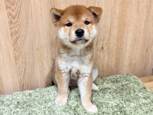 広島県の柴犬(標準サイズ) (アミーゴ広島商工センター店/2026年3月8日生まれ/男の子/赤)の子犬の2枚目の画像