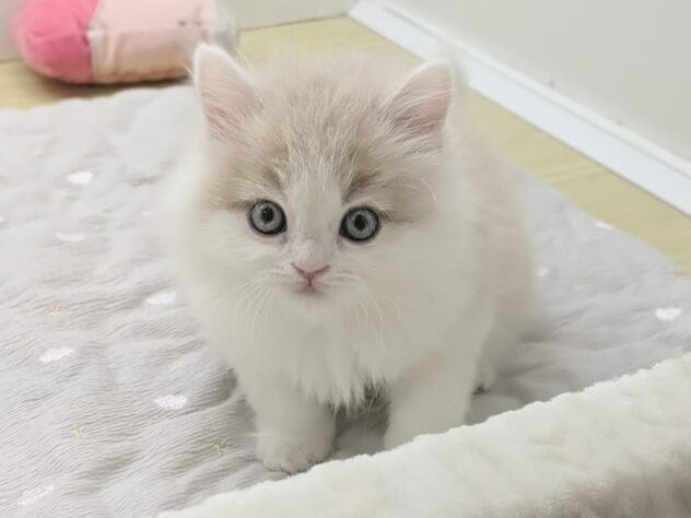 福島県のスコティッシュフォールド (アミーゴ会津若松店/2025年12月19日生まれ/男の子/クリームホワイト)の子猫の3枚目の画像