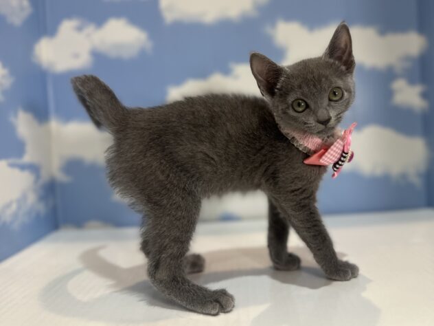 山形県のロシアンブルー (アミーゴ山形南店/2025年12月7日生まれ/女の子/ブルー)の子猫の3枚目の画像