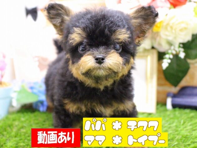 兵庫県のハーフ犬・ミックス犬 (ペット・プラザ アミーゴ三田店/2025年12月20日生まれ/男の子/ブラックタン)の子犬の1枚目の画像