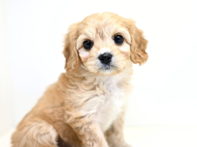 岡山県のハーフ犬・ミックス犬 (アミーゴ大安寺店/2025年11月24日生まれ/女の子/クリーム)の子犬の2枚目の画像