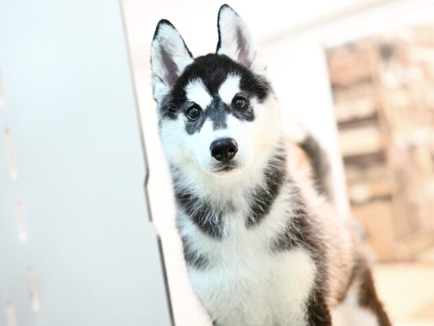 岡山県のシベリアンハスキー (アミーゴ大安寺店/2025年11月9日生まれ/女の子/ブラックホワイト)の子犬の3枚目の画像