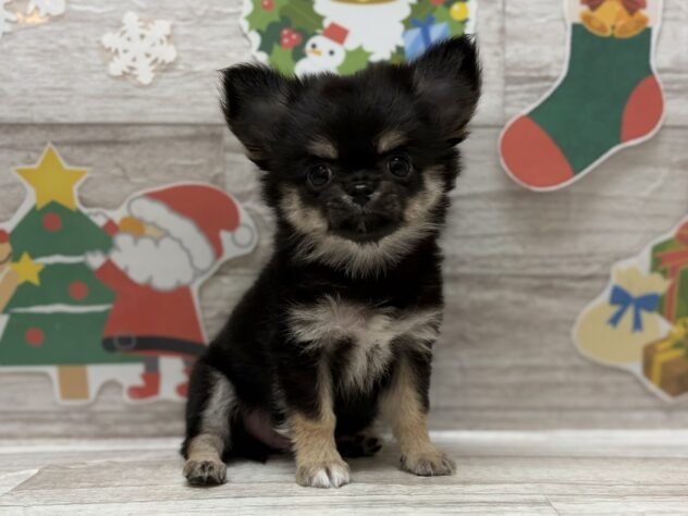 秋田県のチワワ(ロング) (アミーゴ横手店/2025年10月23日生まれ/男の子/ブラックタン)の子犬