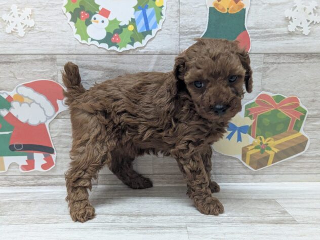 秋田県のトイプードル(トイ) (アミーゴ横手店/2025年11月6日生まれ/女の子/レッド)の子犬