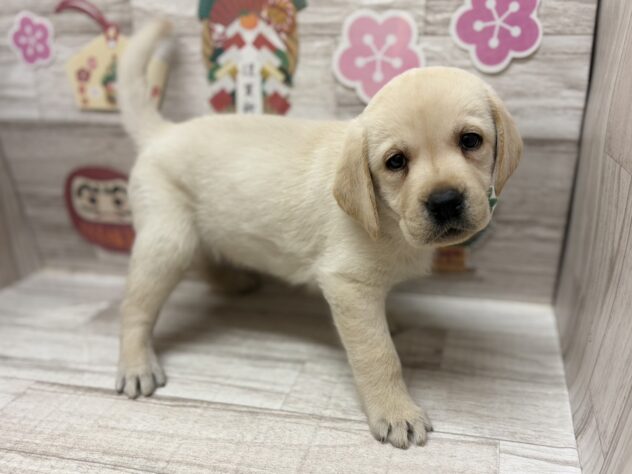 秋田県のラブラドールレトリーバー (アミーゴ横手店/2025年11月17日生まれ/男の子/イエロー)の子犬