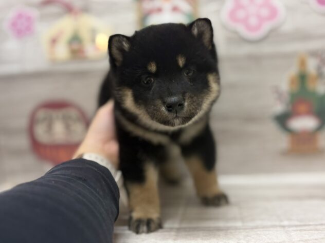 秋田県の柴犬(標準サイズ) (アミーゴ横手店/2025年11月27日生まれ/女の子/黒)の子犬