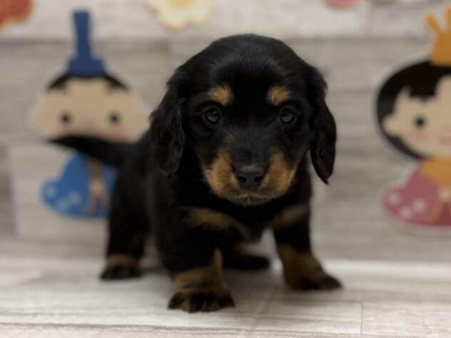 岩手県のミニチュアダックスフンド(ロング) (アミーゴ一関店/2025年12月3日生まれ/男の子/ブラックタン)の子犬