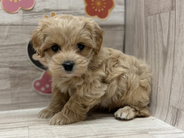 秋田県のハーフ犬・ミックス犬 (アミーゴ横手店/2025年12月1日生まれ/男の子/アプリコット)の子犬