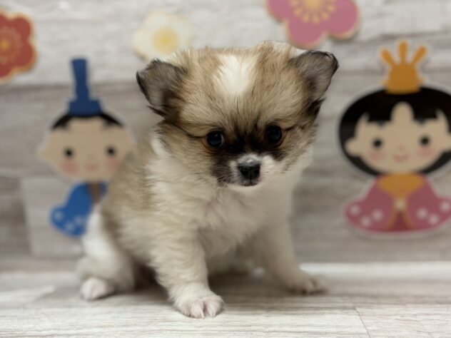 岩手県のハーフ犬・ミックス犬 (アミーゴ一関店/2025年12月10日生まれ/男の子/レッドホワイト)の子犬