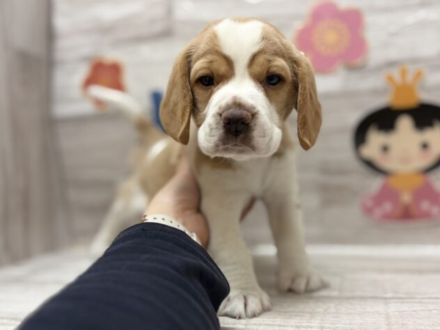 秋田県のビーグル (アミーゴ横手店/2025年12月17日生まれ/女の子/レモンホワイト)の子犬