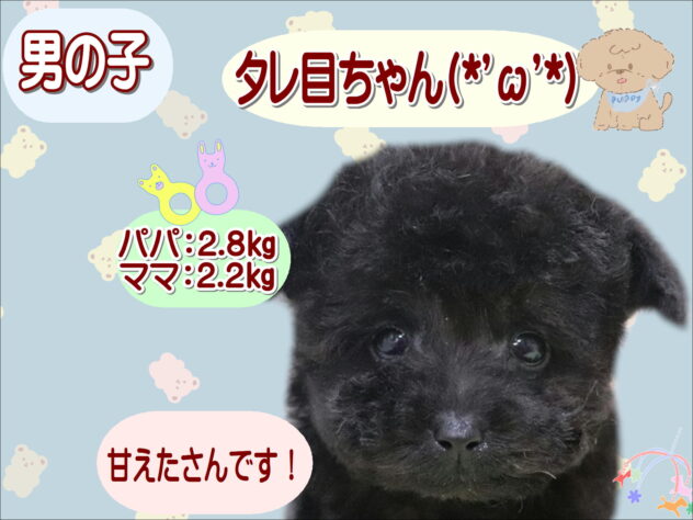 大阪府のトイプードル(トイ) (アミーゴ鳳店/2025年12月18日生まれ/男の子/ブラック)の子犬の1枚目の画像
