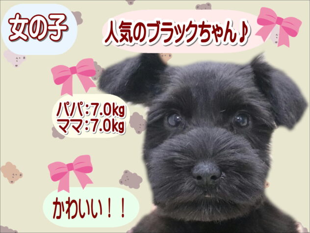 大阪府のミニチュアシュナウザー (アミーゴ鳳店/2025年12月2日生まれ/女の子/ブラック)の子犬の1枚目の画像