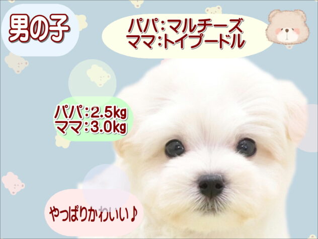大阪府のハーフ犬・ミックス犬 (アミーゴ鳳店/2025年12月15日生まれ/男の子/クリーム)の子犬