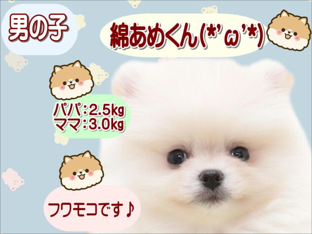 大阪府のポメラニアン (アミーゴ鳳店/2025年12月15日生まれ/男の子/クリーム)の子犬の1枚目の画像