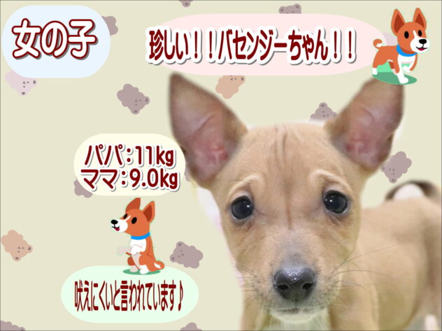 大阪府のバセンジー (アミーゴ鳳店/2025年12月7日生まれ/女の子/レッドホワイト)の子犬の1枚目の画像