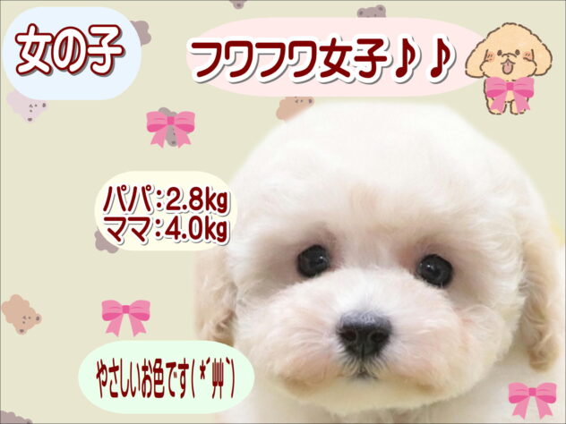 大阪府のトイプードル(トイ) (アミーゴ鳳店/2025年12月23日生まれ/女の子/ペールフォーン)の子犬の1枚目の画像